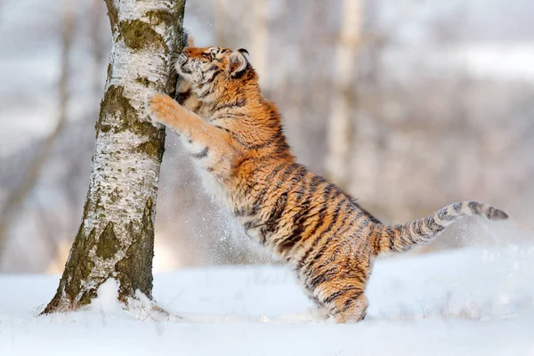 Siberian Tiger Panthera Tigris Altaica Action Wildlife Scene Dangerous Animal — Stock Photo, Image