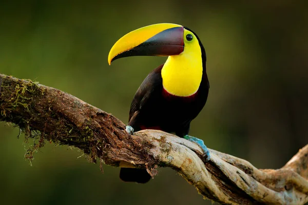 森の中の熱帯鳥 アメリカでは梅雨 栗色のツアー缶が緑のジャングルを背景に熱帯雨林の枝に座っています 熱帯ジャングルからの野生動物のシーン コスタリカの動物 — ストック写真