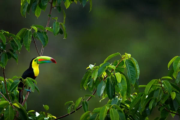 ケル請求Toucan Rampashos Suratas 鳥と大きな法案は 森の中の枝に座って コスタリカ 中央アメリカでの自然旅行 自然の中で美しい鳥生息地 — ストック写真