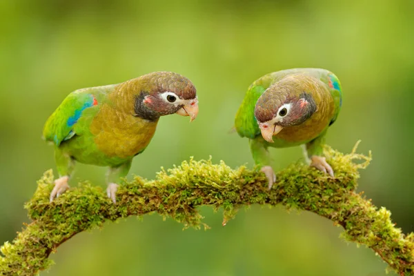 Tropic Bird Brown Hooded Parrot Pionopsitta Haematotis México Loro Verde —  Fotos de Stock