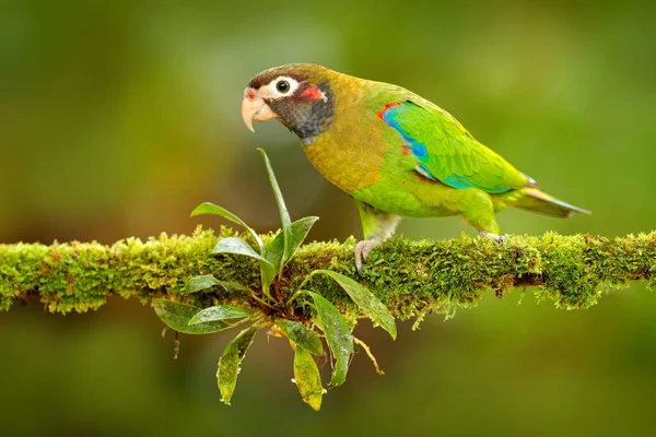 Tropic Bird Brown Hooded Parrot Pionopsitta Haematotis Mexico Green Parrot — Stock Photo, Image