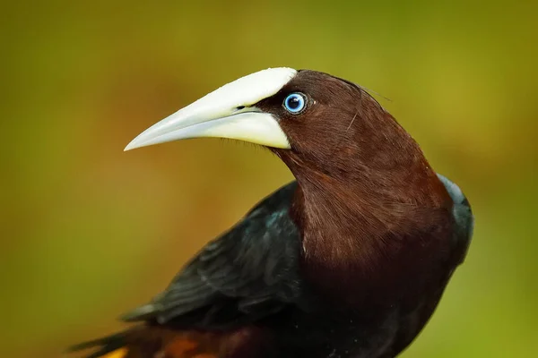 Informacja Billu Tropikalny Ptak Owocami Rachunku Oropendola Psarocolius Wagleri Portret — Zdjęcie stockowe