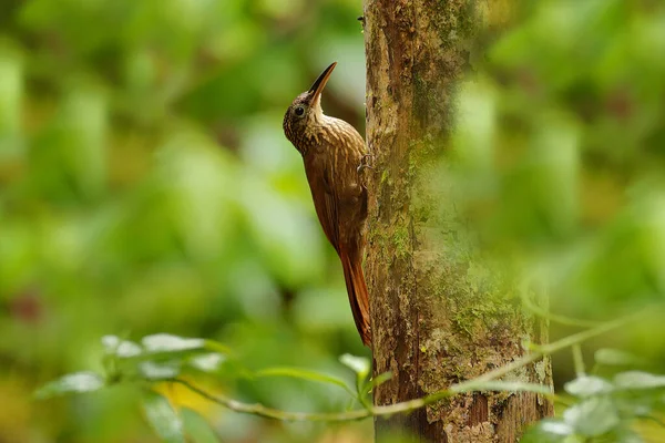Csíkosfejű Favágó Lepidocolaptes Souleyetii Egzotikus Trópusi Izompacsirta Costa Ricából Tanager — Stock Fotó
