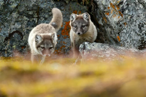Fight Cute Little Arctic Foxes Vulpes Lagopus Nature Rocky Habitat Royalty Free Stock Photos
