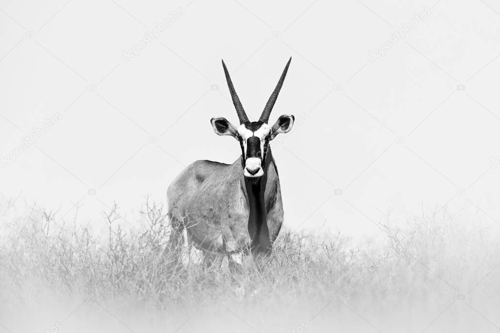 Gemsbok with orange pink sand dune evening sunset. Gemsbuck, Oryx gazella, large antelope in nature habitat, Sossusvlei, Namibia. Wild animals in the savannah. Animal with big straight antler horn.