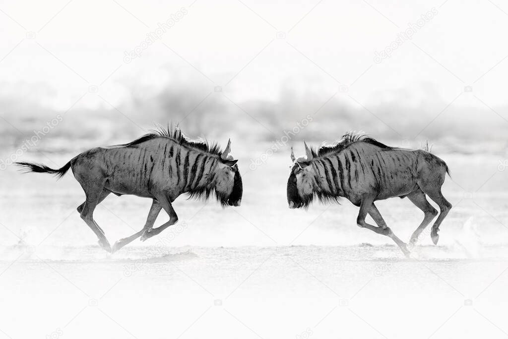 Wildebeest fight. Blue wildebeest, Connochaetes taurinus, on the meadow, big animal in the nature habitat in Botswana, Africa.