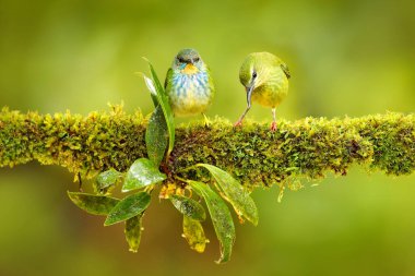 Yeşil Bal Sarmaşığı 'nın genç ve dişi versiyonu, Chlorophanes spiza, egzotik tropikal malakit yeşil ve mavi kuş Kosta Rika' yı oluşturur. Doğal ortamdaki güzel bir hayvanın yakın plan portresi..
