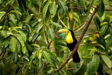 Kosta Rika vahşi yaşamı. Tukan ormandaki dalda oturuyor, yeşil bitki örtüsü. Orta Amerika 'da doğa gezisi tatili. Yılan gagalı Toucan, Ramphastos sülfüratı. Kosta Rika 'dan vahşi yaşam.