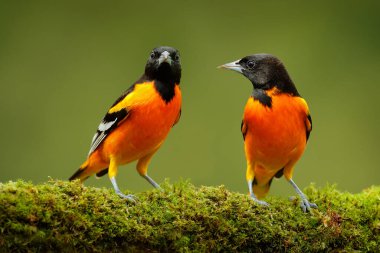 Turuncu tropik kuşlar. Baltimore Oriole, Icterus galbula, yeşil yosun dalında oturuyor. Kosta Rika 'da vahşi yaşam. Koyu yeşil ormanda turuncu siyah dağ kuşu, temiz bir arkaplan..