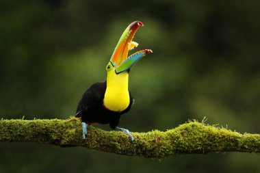 Kosta Rika vahşi yaşamı. Tukan ormandaki dalda oturuyor, yeşil bitki örtüsü. Orta Amerika 'da doğa gezisi tatili. Yılan gagalı Toucan, Ramphastos sülfüratı. Kosta Rika 'dan vahşi yaşam.