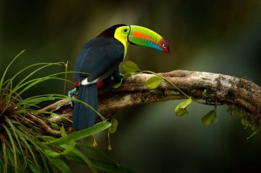 Kosta Rika vahşi yaşamı. Tukan ormandaki dalda oturuyor, yeşil bitki örtüsü. Orta Amerika 'da doğa gezisi tatili. Yılan gagalı Toucan, Ramphastos sülfüratı. Kosta Rika 'dan vahşi yaşam.