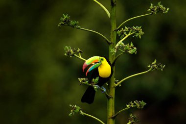 Costa Rica wildlife. Toucan sitting on the branch in the forest, green vegetation. Nature travel holiday in central America. Keel-billed Toucan, Ramphastos sulfuratus. Wildlife from Costa Rica. clipart