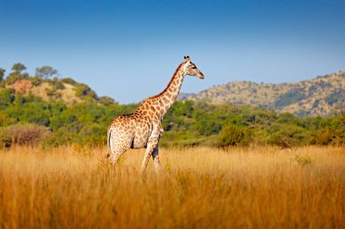 Zürafa, hayvanlı yeşil bitki örtüsü. Doğadan vahşi yaşam sahnesi, Pilanesberg NP, Afrika. Afrika 'da yeşil bitki örtüsü.