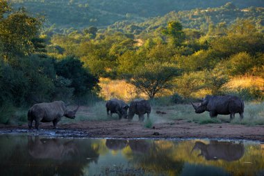 Pilanesberg NP 'de gergedan, Güney Afrika. Beyaz gergedan, Ceratotherium simum, Afrika doğasında, suya yakın büyük bir hayvan. Afrika 'dan vahşi yaşam sahnesi. Ormandaki gergedan..