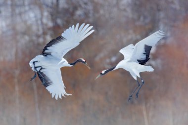 Doğada kar dansı. Karlı doğadan vahşi yaşam sahnesi. Soğuk kış. Karlı. Kar fırtınası, Hokkaido, Japonya 'da, kar çayırında iki kırmızı taçlı turna. Turna çifti, kar taneli kış sahnesi. 
