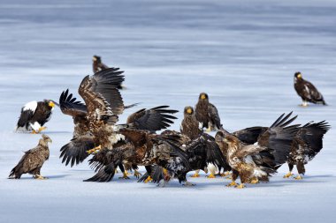 Buzda kartal grubu. Steller 'ın deniz kuşları kar gölünde balık besliyor. Japonya, Hokkaido 'dan Haliaeetus pelagicus. Doğadan vahşi yaşam davranış sahnesi. 