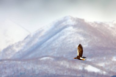 Kuş tepelerin üzerinde uçar. Japon kartalı kış ortamında. Kuşlu dağ kış manzarası. Steller 'in deniz kartalı, uçan yırtıcı kuş, arka planda dağlar, Hokkaido, Japonya. 