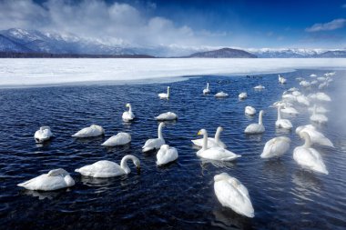 Japonya'da buzlu kar gölü. Whooper Swans, Cygnus cygnus, doğa habitat kuşlar, Kusharo Gölü, kar ve buz ile kış sahnesi suda, arka planda sisli dağ, Hokkaido, Japonya.