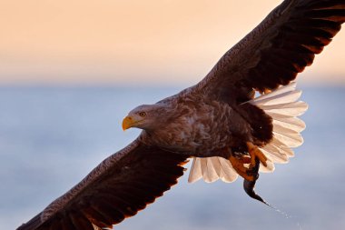 Uçan yırtıcı kuş, Beyaz Kuyruklu Kartal, Haliaeetus albicilla, mavi gökyüzü ve arka planda beyaz bulutlar. Doğadan gelen kuşla vahşi yaşam sahnesi. Kartal dağda karlı tepede.