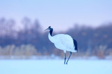 Kar çayırlarında kar fırtınası, Hokkaido, Japonya 'da kar fırtınası ile taçlandırılmış bir turna. Uçan kuş, kar taneli kış sahnesi. Doğada kar dansı. Karlı doğadan vahşi yaşam sahnesi. Soğuk kış. Karlı.