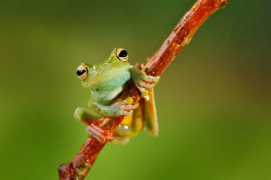 Ormanda tropikal doğa. Zeytin Ağacı Kurbağası, Scinax elaeochroa, büyük yeşil yaprağın üzerinde oturuyor. Koca gözlü kurbağa. Kosta Rika 'da gece davranışı.