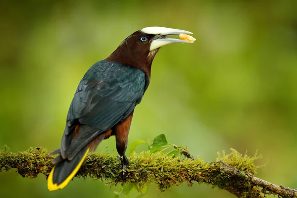 Pájaro Tropical Con Frutas Pico Oropendola Cabeza Castaño Psarocolius Wagleri — Foto de Stock