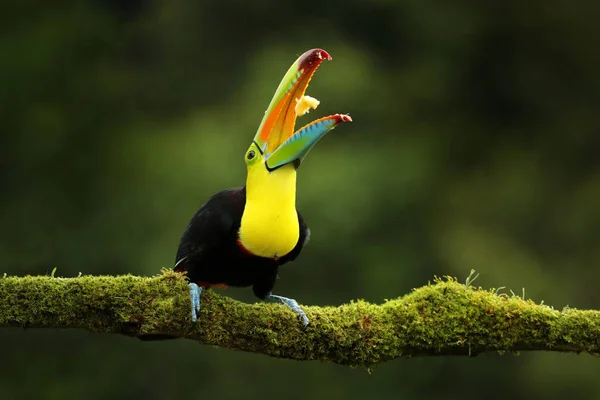 Дикая Природа Коста Рики Тукан Сидит Ветке Лесу Зеленая Растительность — стоковое фото