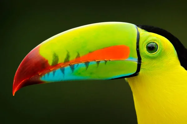 コスタリカの野生動物 森の中の枝 緑の植生に座っていることができます 中央アメリカでの自然旅行休暇 キール請求のToucan Rampashos Suratus コスタリカの野生生物 — ストック写真