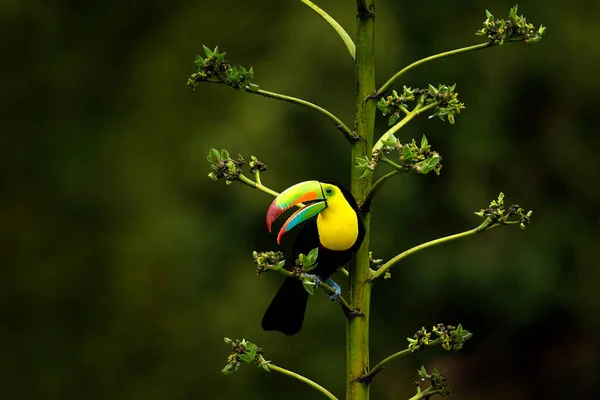 Kostarika Divoká Zvěř Toucan Sedí Větvi Lese Zelená Vegetace Dovolená — Stock fotografie