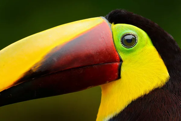 Toucan Nagy Számlával Esős Évszak Amerikában Gesztenye Állkapcsú Tukán Ágon — Stock Fotó