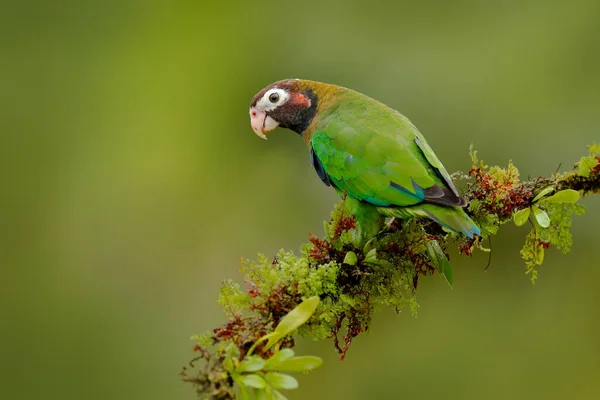 オウム Pionopsitta Haemotis メキシコ 茶色の頭を持つ緑のオウム 中央アメリカからの鳥の詳細なクローズアップ肖像画 熱帯の自然からの野生動物のシーン 熱帯鳥ブラウンフードのオウム — ストック写真