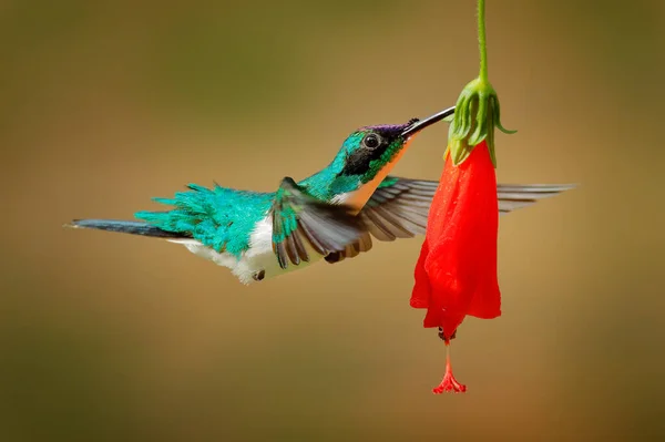 Fata Dalla Corona Viola Heliothryx Barroti Colibrì Che Vola Accanto — Foto Stock