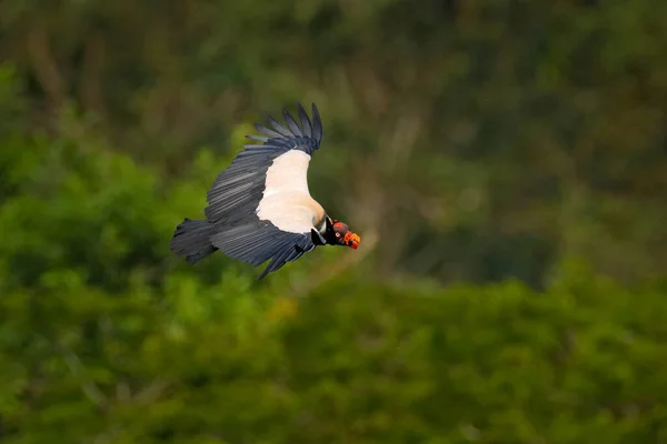 Abutre Rei Sarcoramphus Papa Pássaro Grande Encontrado América Central Sul — Fotografia de Stock