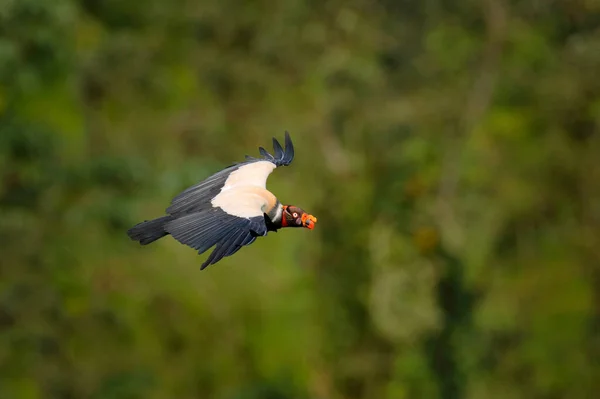 Abutre Rei Sarcoramphus Papa Pássaro Grande Encontrado América Central Sul — Fotografia de Stock