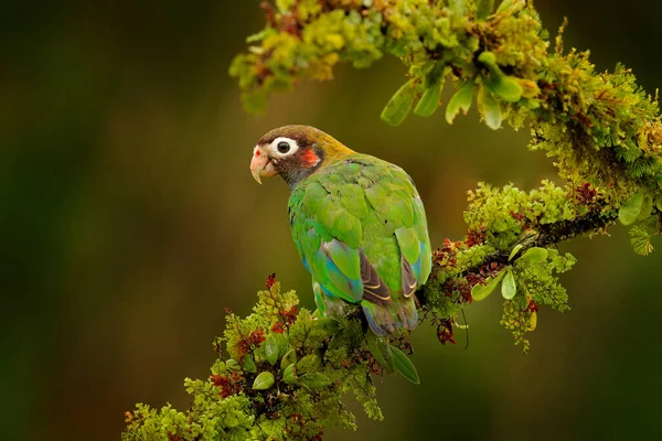 Parrot, Pionopsitta haematotis, Mexico, green parrot with brown head. Detail close-up portrait of bird from Central America. Wildlife scene from tropical nature, Tropic bird Brown-hooded parrot.