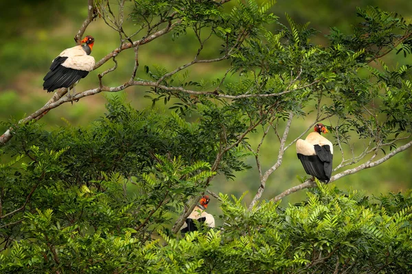 秃鹫国王 Sarcoramphus Papa 在中美洲和南美洲发现的大型鸟类 背景中的森林 热带自然的野生动物景观 — 图库照片