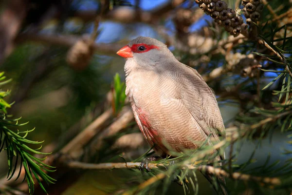 Paruline Hochequeue Estrilda Astrild Oiseau Caché Dans Habitat Naturel Bec — Photo
