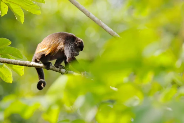 Schwarzer Affe Mantelbrüllaffe Alouatta Palliata Natürlicher Lebensraum Tier Nationalpark Von — Stockfoto