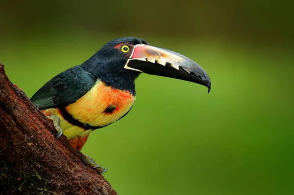 Toucan Collared Aracari Pteroglossus Torquatus Ptačí Pár Velkým Účtem Pták — Stock fotografie