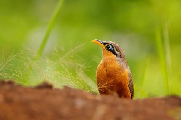 Mniejszy Kukułka Ziemna Morococcyx Erythropygius Rzadki Ptak Kostaryki Obserwowanie Ptaków — Zdjęcie stockowe