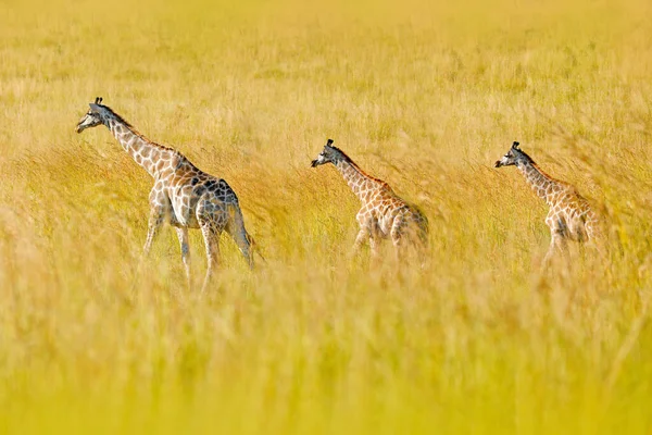기린자기야 기린이고 일출입니다 초록빛 동물의 모습입니다 오렌지 남아프리카 공화국 크루거 — 스톡 사진