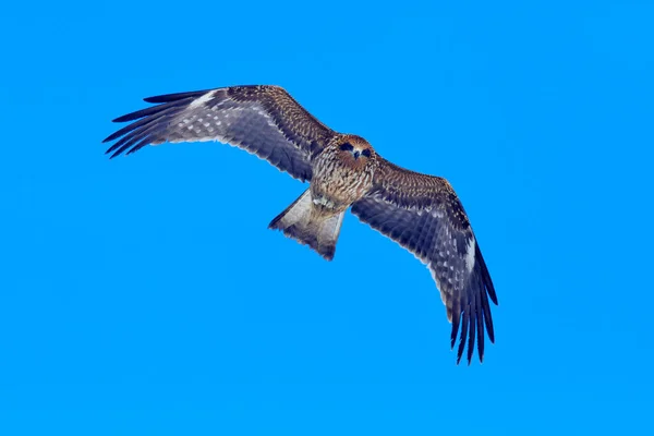 Zwarte Wouw Vlucht Milvus Migrans Roofvogel Vliegen Boven Besneeuwde Weide — Stockfoto