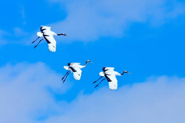 Snow dance in nature. Wildlife scene from snowy nature. Cold winter. Snowy. Snowfall two Red-crowned crane in snow meadow, with snow storm, Hokkaido, Japan. Crane pair, winter scene with snowflakes.