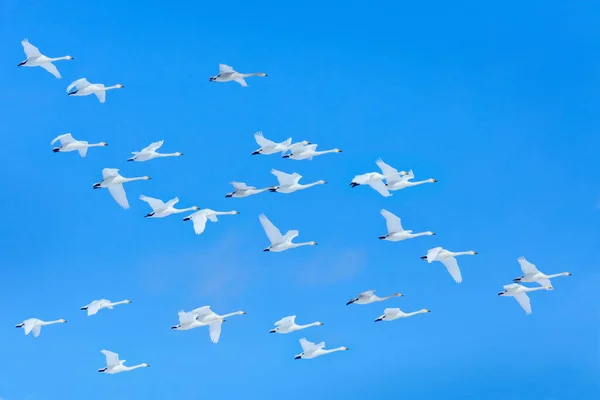 Winterflohflug Gruppe Singschwäne Hokkaido Japan Vogel Blauen Himmel Fliegen Winterszene — Stockfoto