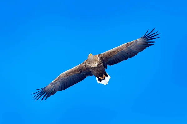 白尾ワシ ハリアエトゥス アルビキラ 濃い青空に獲物の大きな鳥 白い尾 空からの行動野生動物のシーン 空に獲物の大きな鳥 — ストック写真