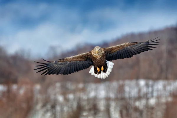 Aigle Queue Blanche Haliaeetus Albicilla Grand Oiseau Proie Sur Ciel — Photo