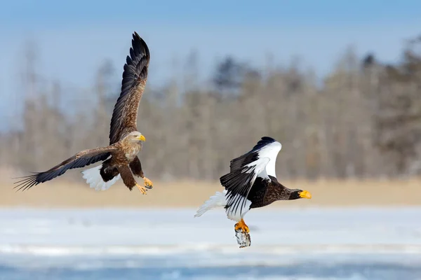 Stellers Sea Eagle 날으는 홋카이도 오릅니다 일본의 서식지이다 — 스톡 사진
