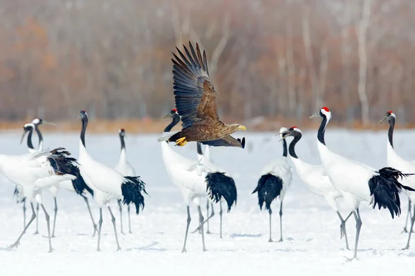 Snow dance in nature. Wildlife scene from snowy nature. Cold winter. Snowy. Snowfall two Red-crowned crane in snow meadow, with snow storm, Hokkaido, Japan. Crane pair, winter scene with snowflakes.