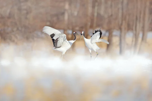 自然界中的雪舞 大自然雪地里的野生动物场景 寒冷的冬天雪地 日本北海道雪地 雪地里下着两只红冠鹤 伴随着暴风雪 雪片冬季场景 — 图库照片