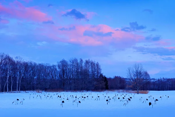 夕日に鳥が群がる雪原の景勝地 — ストック写真